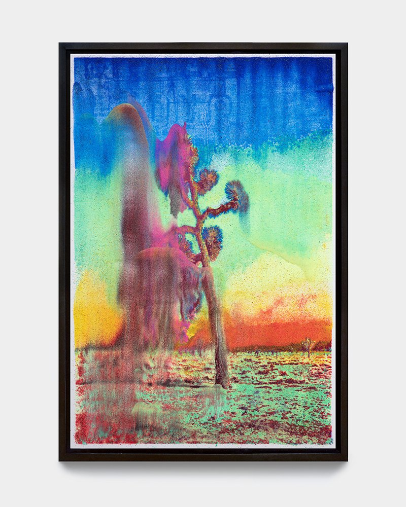 M+B-Brandt-2023-Mojave-Joshua+